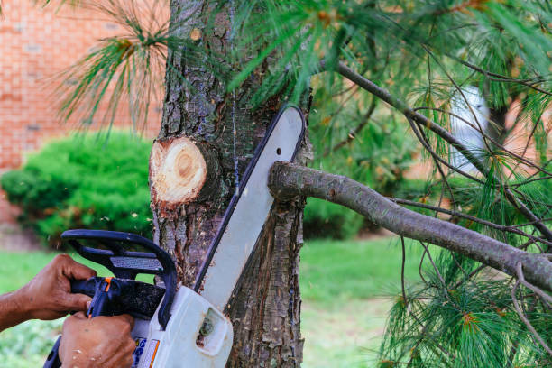 How Our Tree Care Process Works  in Centralia, MO